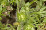 Field burweed